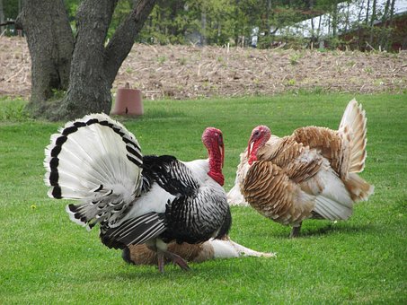 turkey-72771__340.jpg